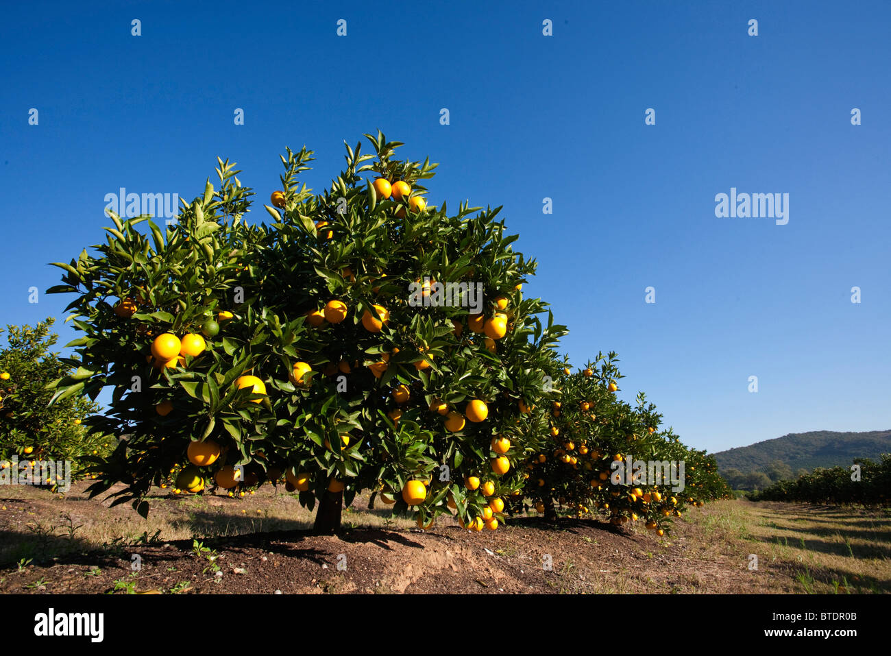 Scenic view of a citrus orchard Stock Photo