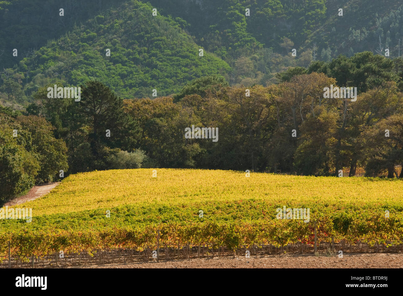 Vineyard with dark green trees in the background Stock Photo