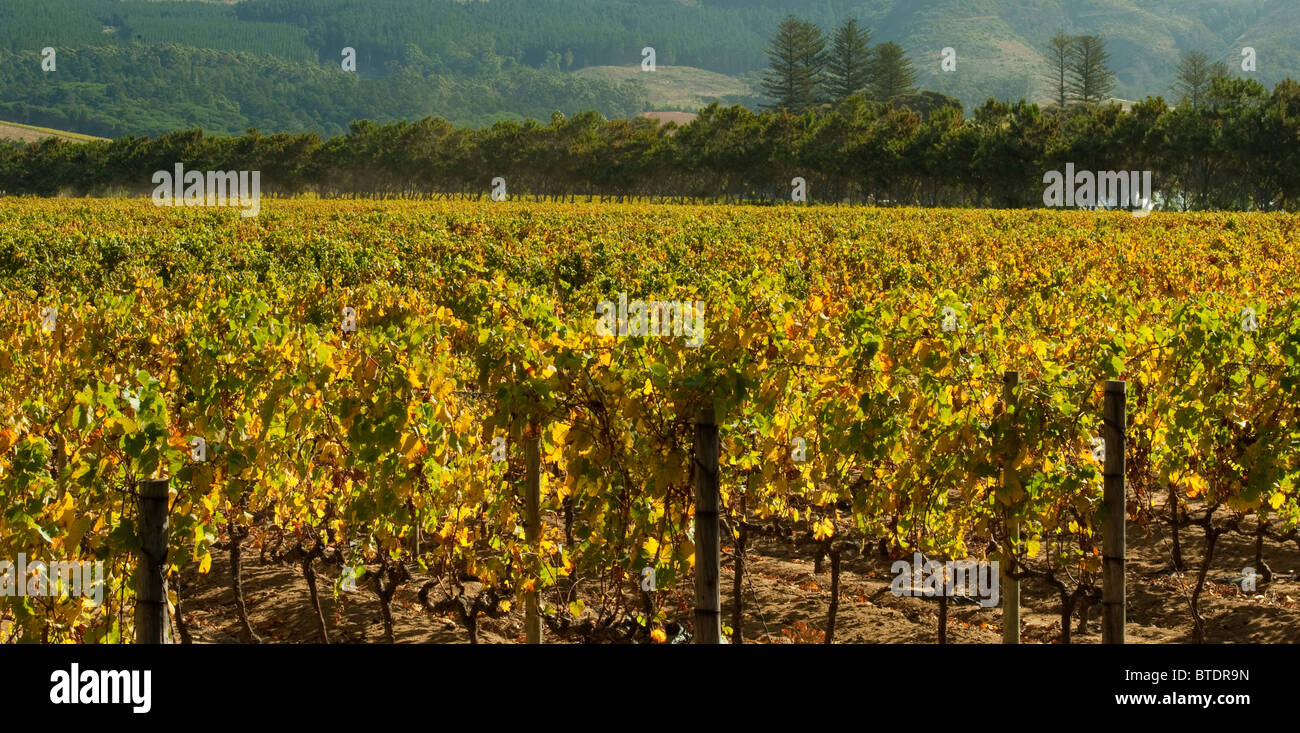 Vineyard with trees in the background Stock Photo