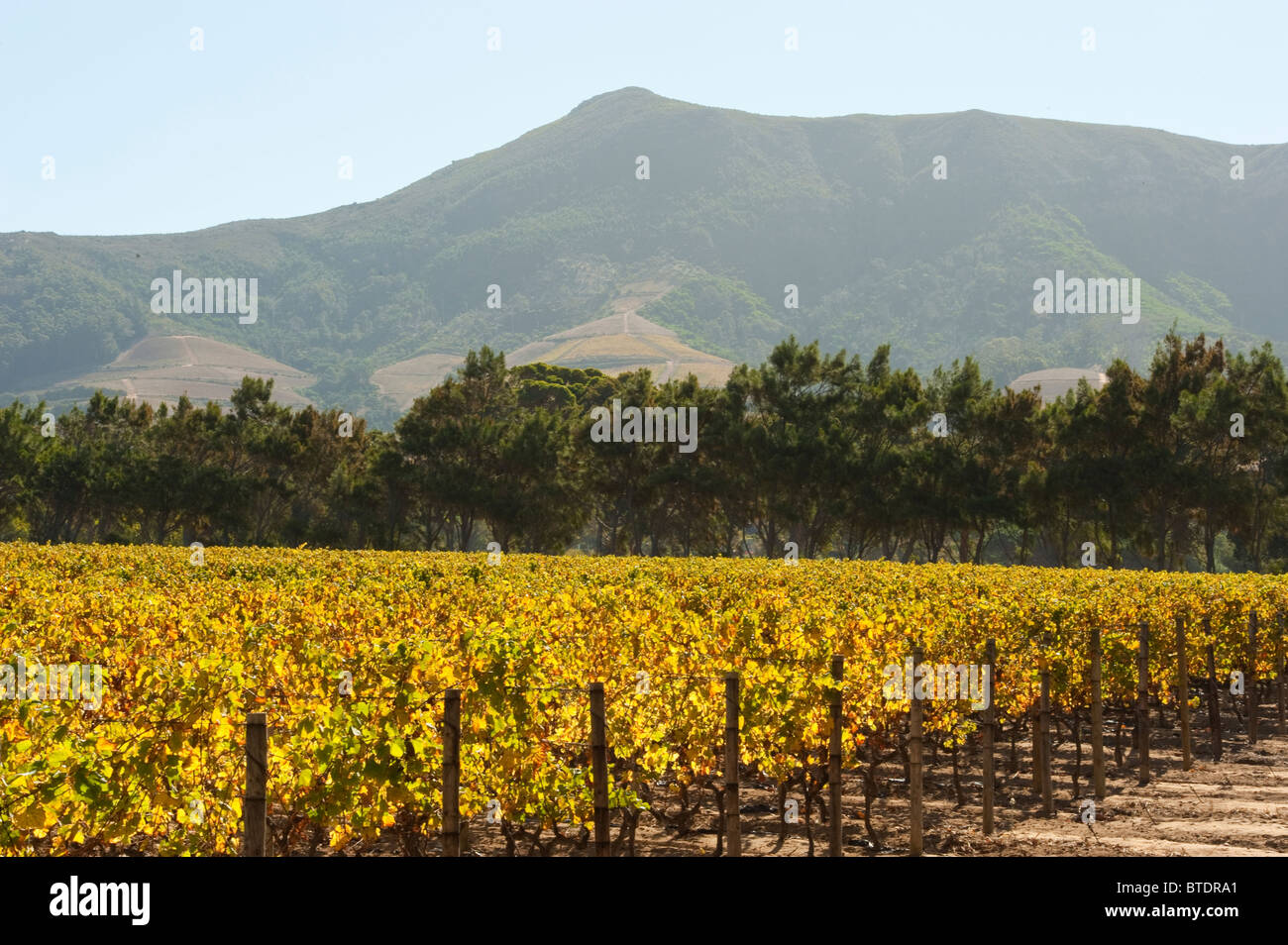 Vineyard with trees in the background Stock Photo