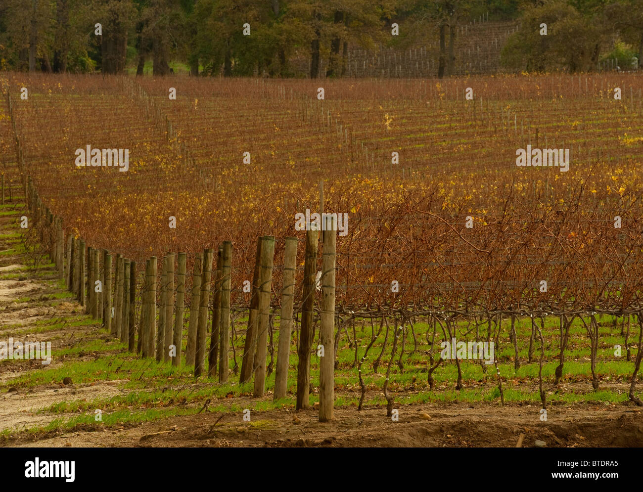 Vineyard with vines that have lost their leaves as the season changes Stock Photo
