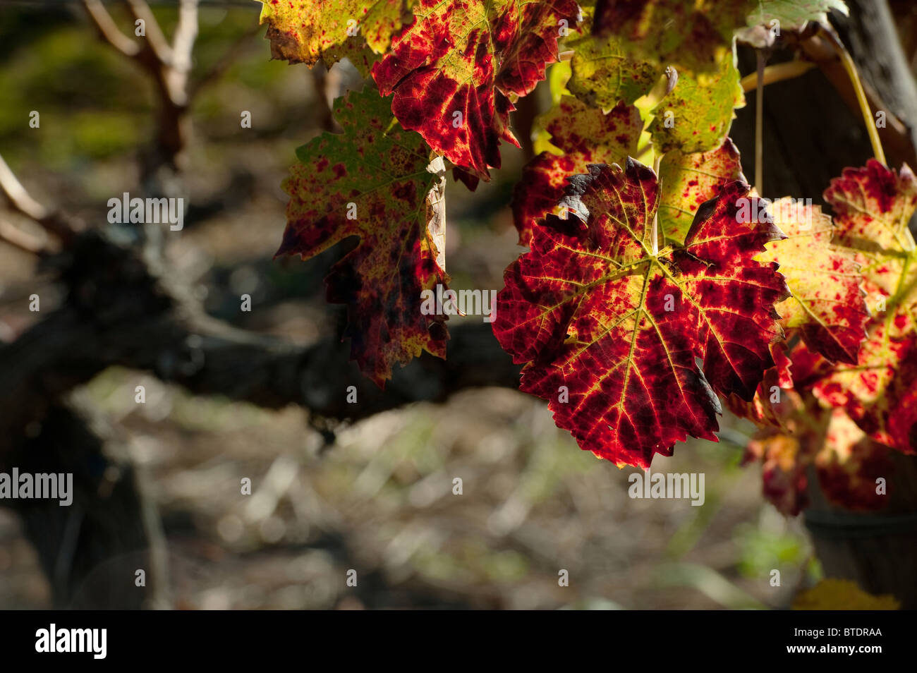 Close up of vine leaves as they change colour Stock Photo