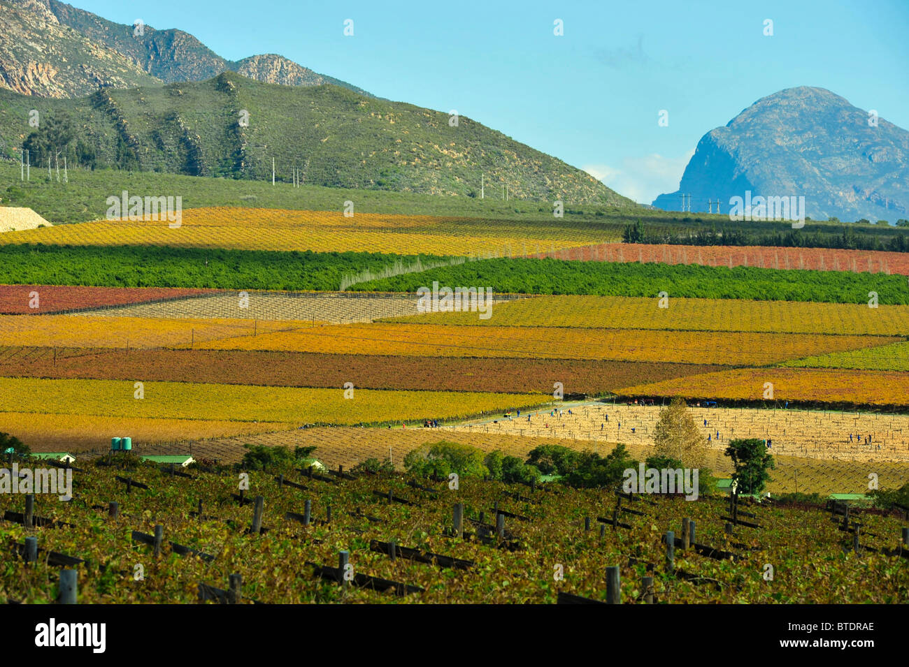 Cultivated vineyards with mountains in the background. Stock Photo