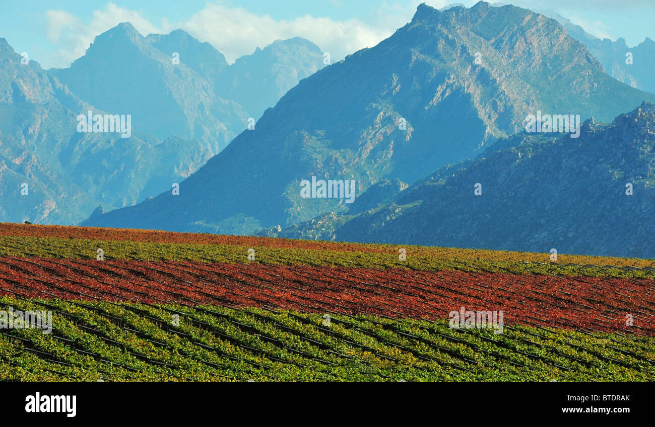 Vineyard with mountains in the background Stock Photo