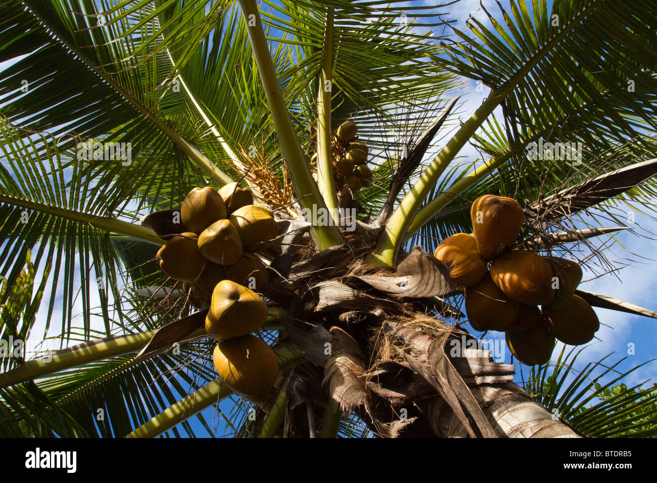 Coconut palm viewed from below Stock Photo