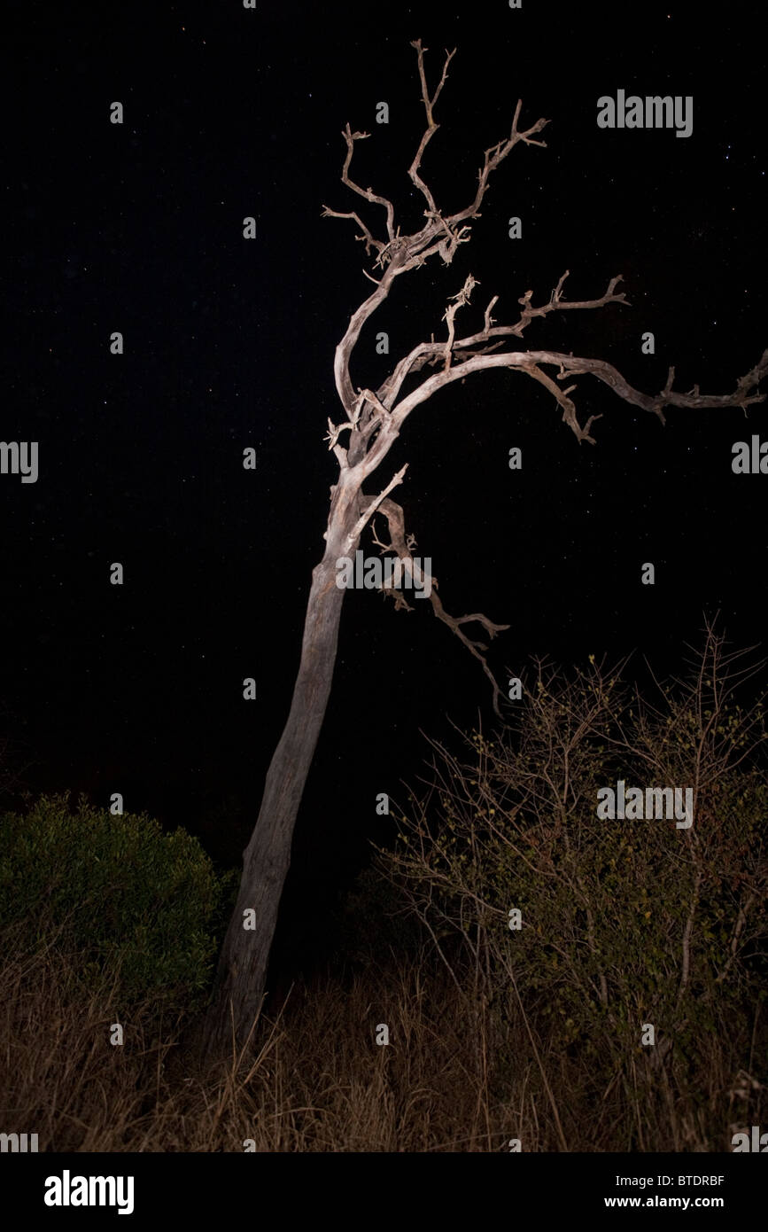 Night scene with a dead tree and starlit sky Stock Photo