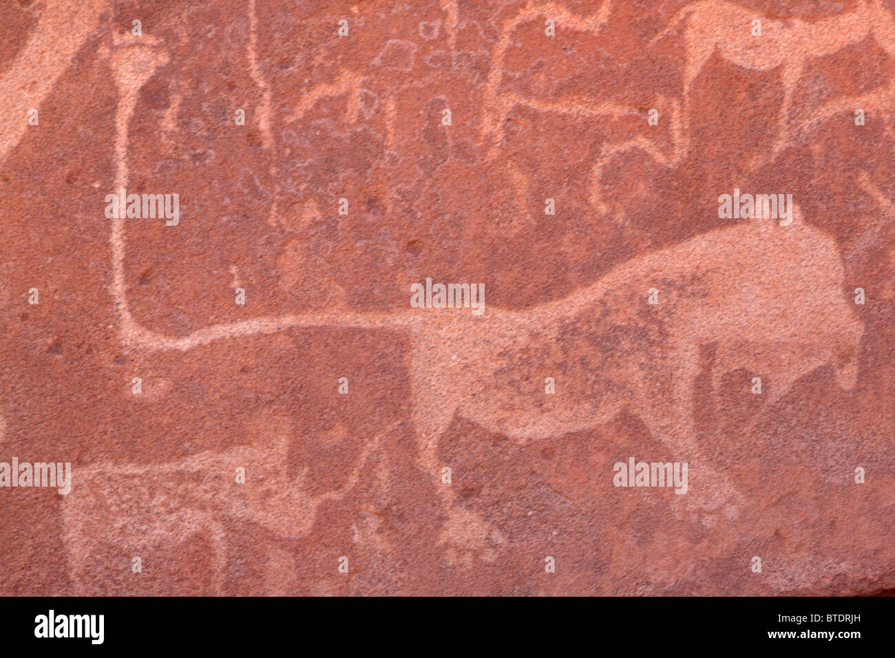 Close up of San rock art etchings of a lion, rhino and other animals Stock Photo