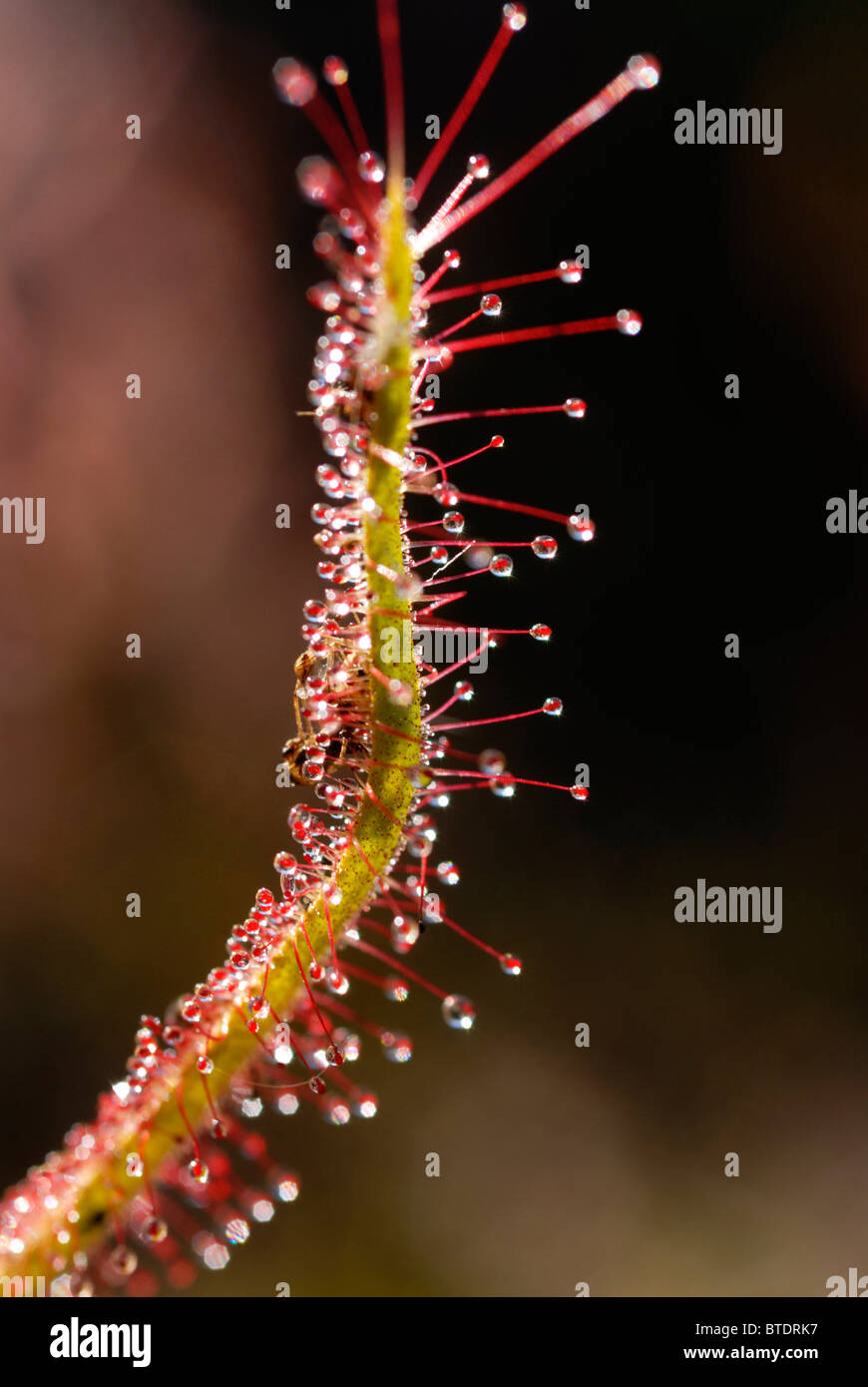 Sundew plant showing stems with sticky nodules Stock Photo