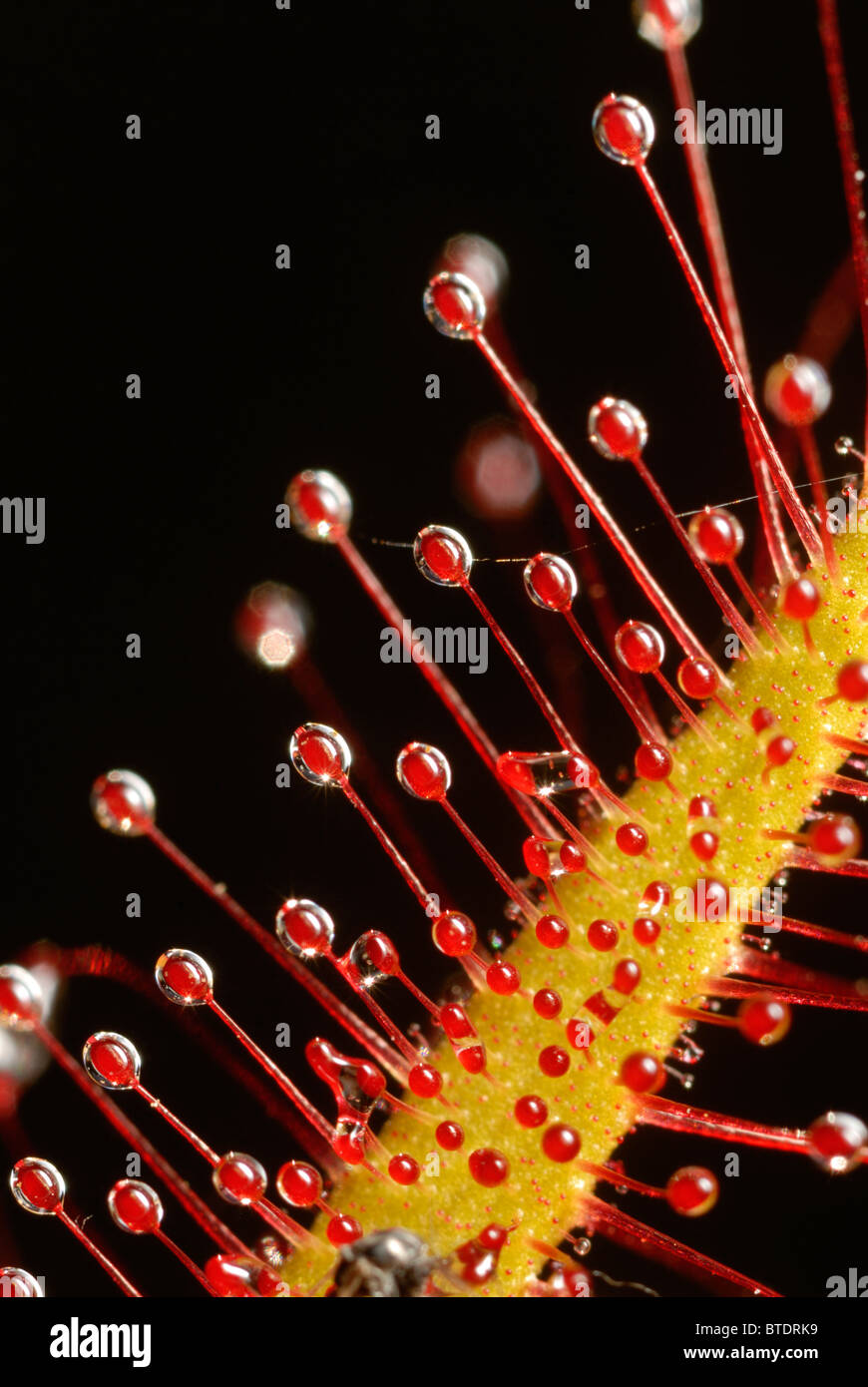 Sundew plant showing stem and close-up of sticky nodules Stock Photo
