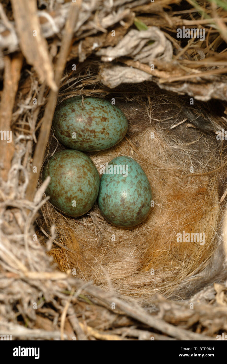 Karoo robin nest and eggs Stock Photo