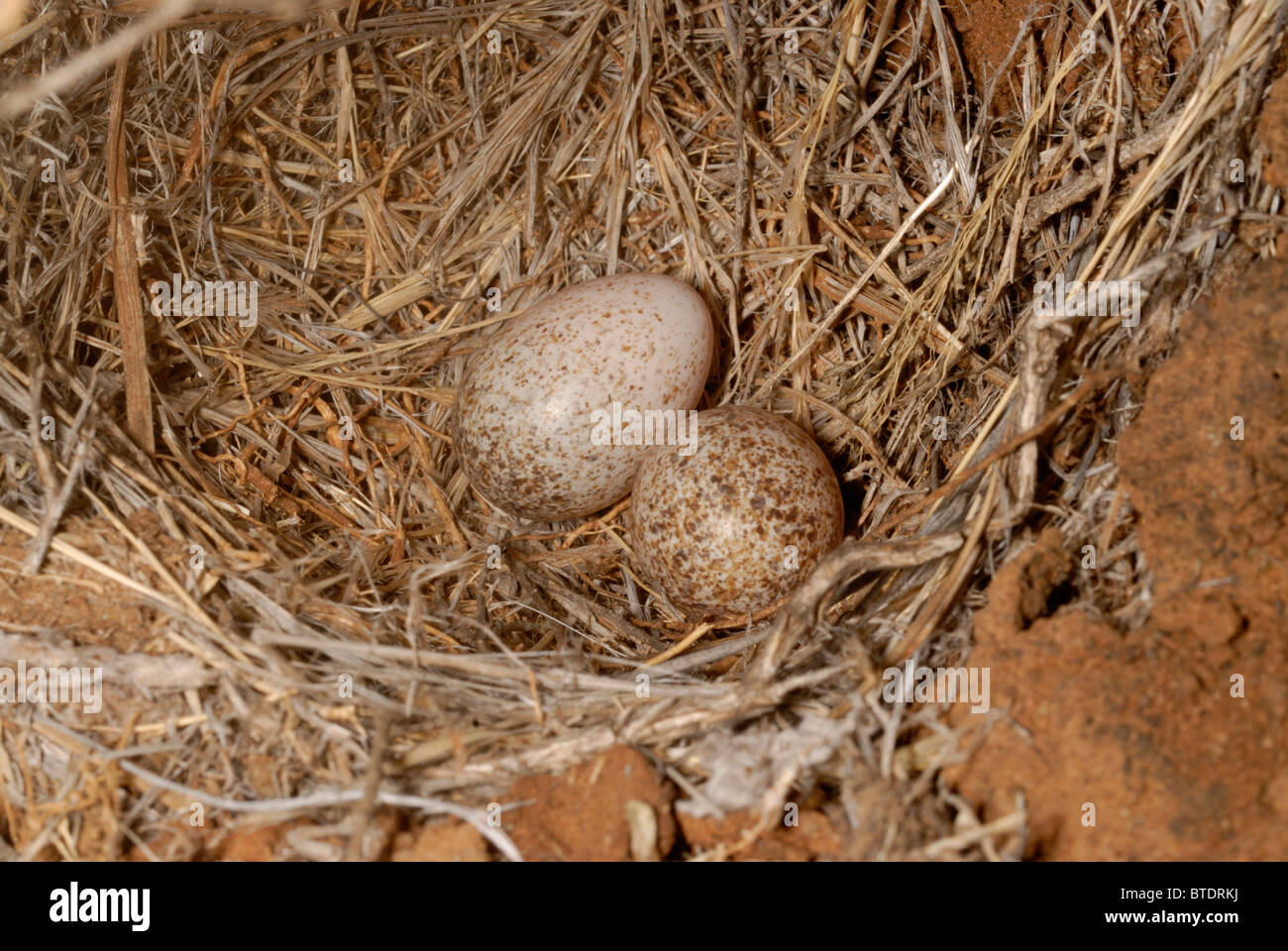 Nest and eggs of Kimberley pipit Stock Photo