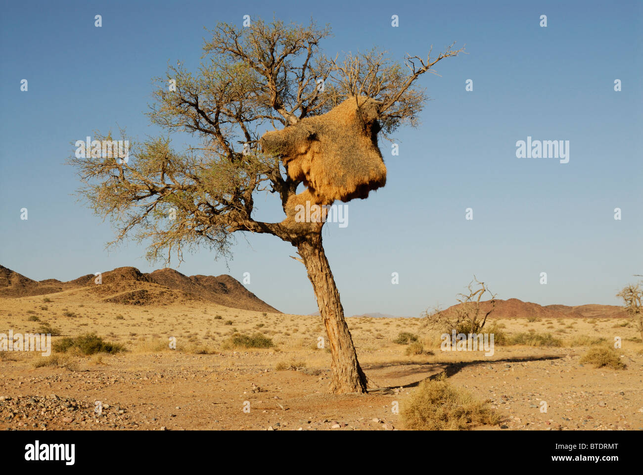 Camel thorn tree (Acacia erioloba) and sociable weaver's nest Stock Photo