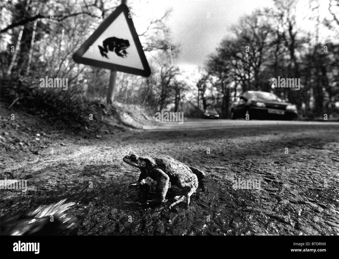 A toad crossing a road under a 'toad crossing' warning sign Stock Photo