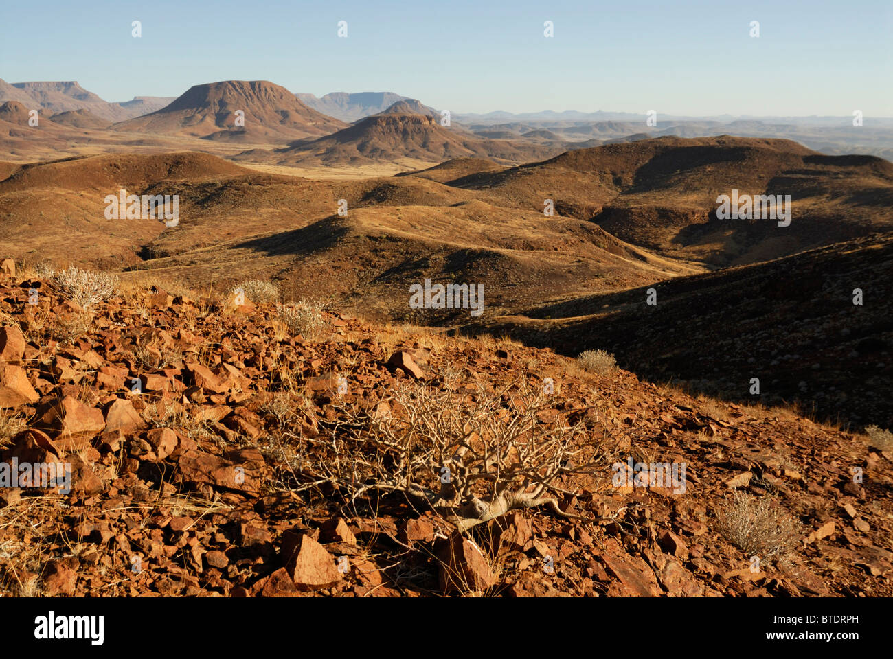 Scenic view of hills and mountains, Commiphora species in foreground Stock Photo