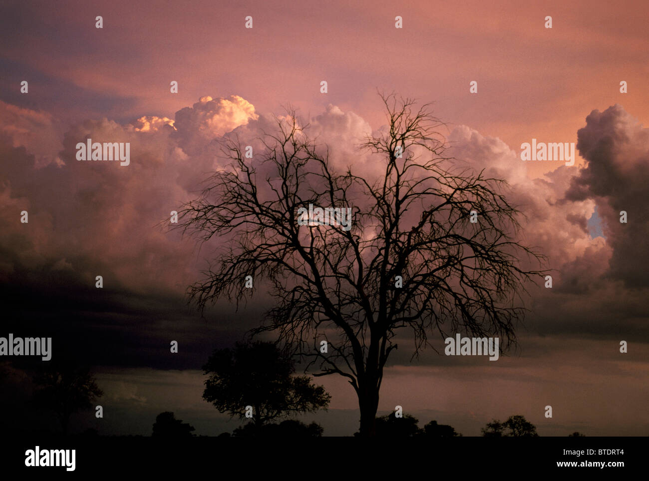 Moody silhouette of a tree against storm clouds at sunset Stock Photo ...