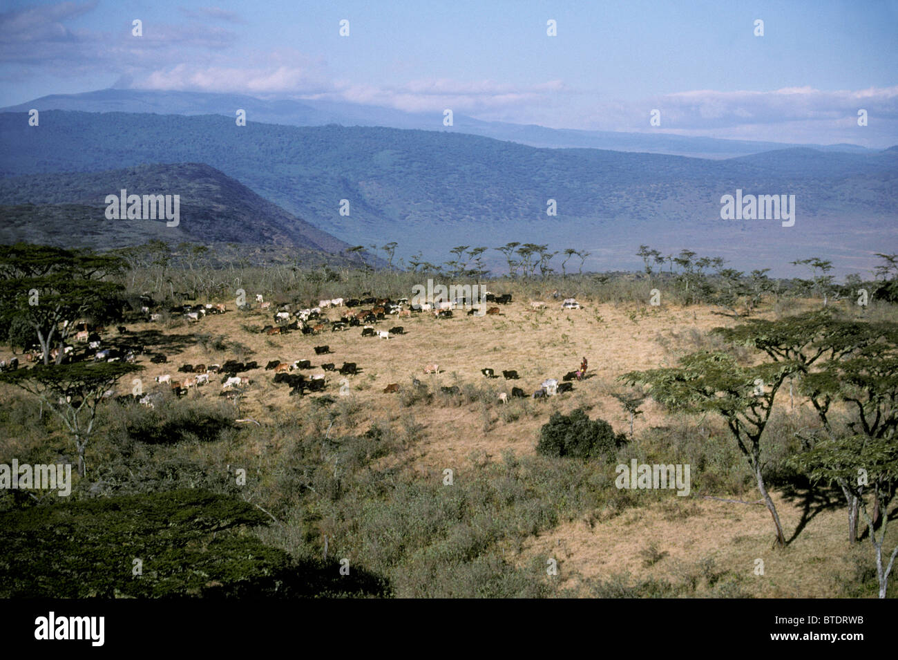 Aerial view of Masaai and cattle on crater rim Stock Photo