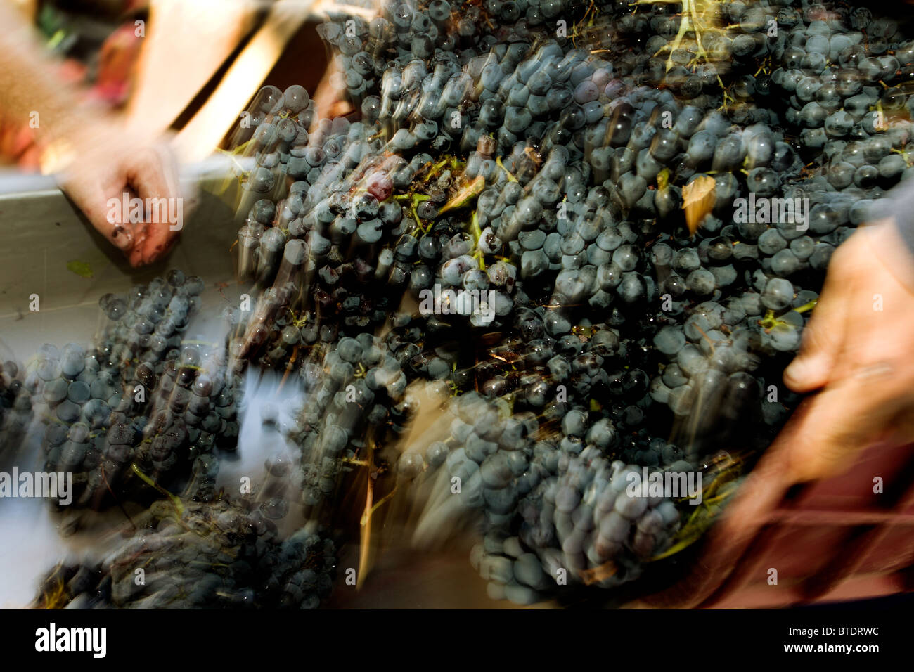 Bunches of red wine grapes being tipped onto a sorting and destemming