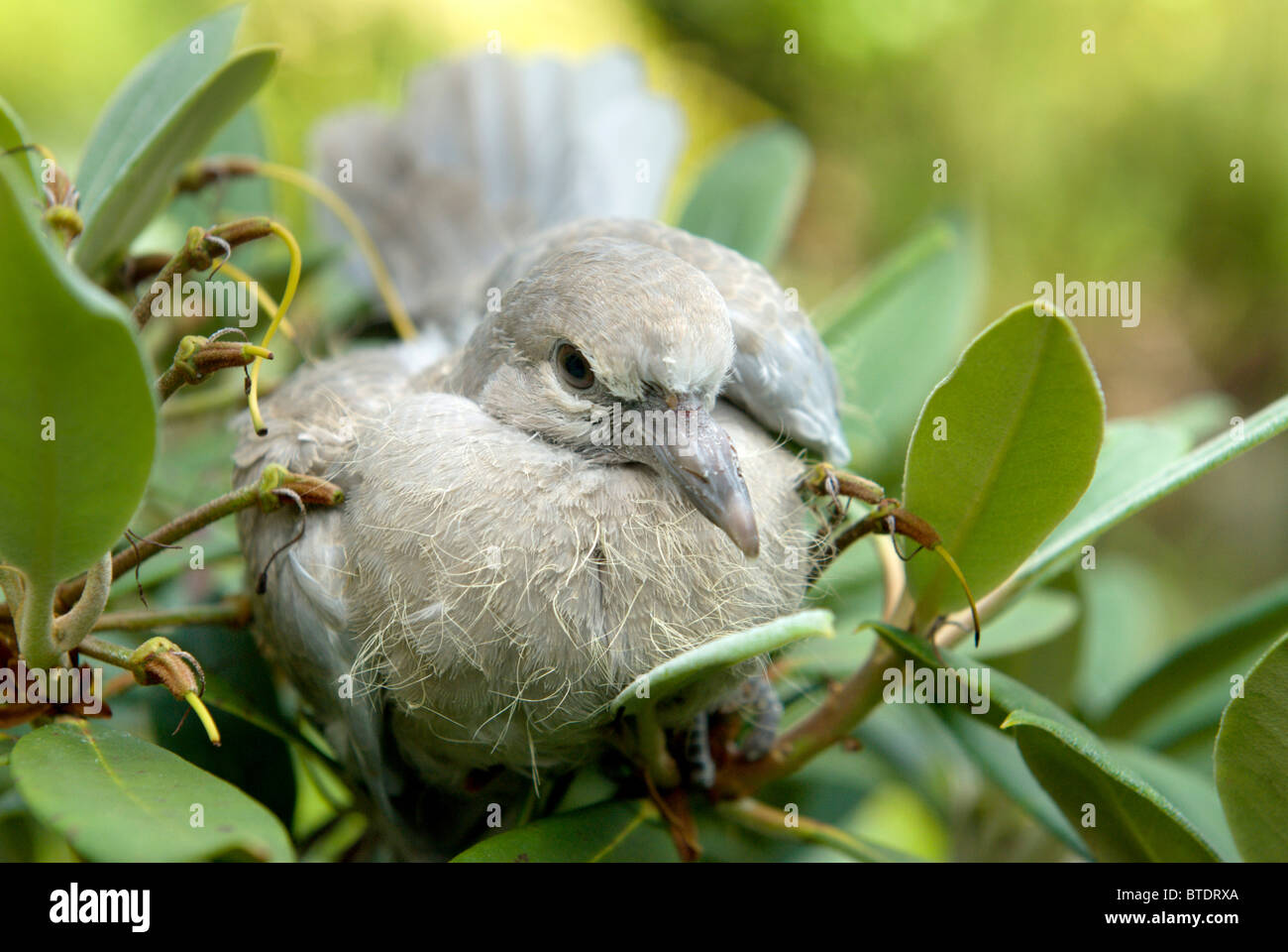 Fledgling dove hires stock photography and images Alamy