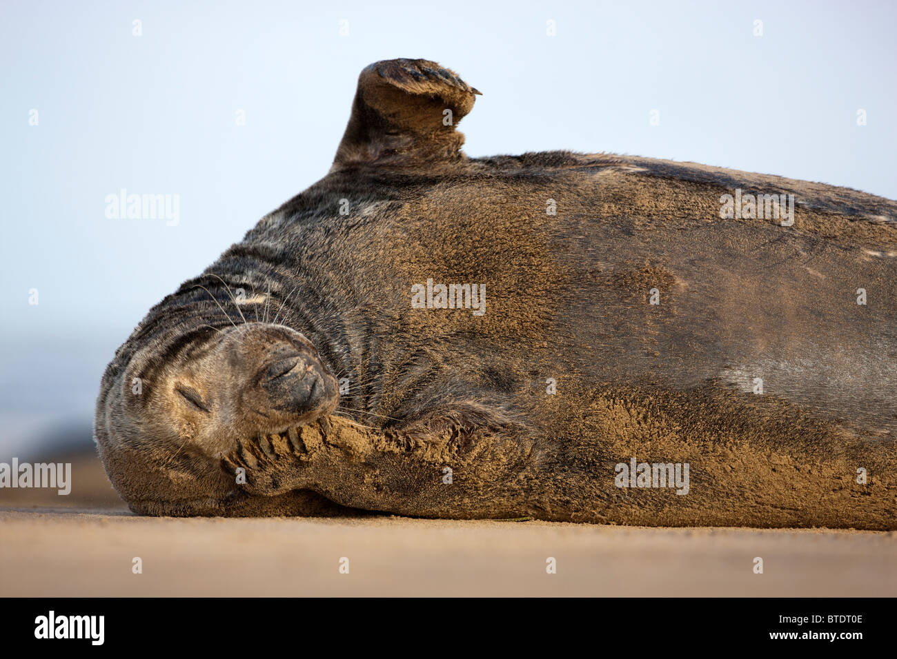 Sleeping Atlantic Grey Seal /Halichoerus Grypus/ on beach Donna Nook. UK Stock Photo