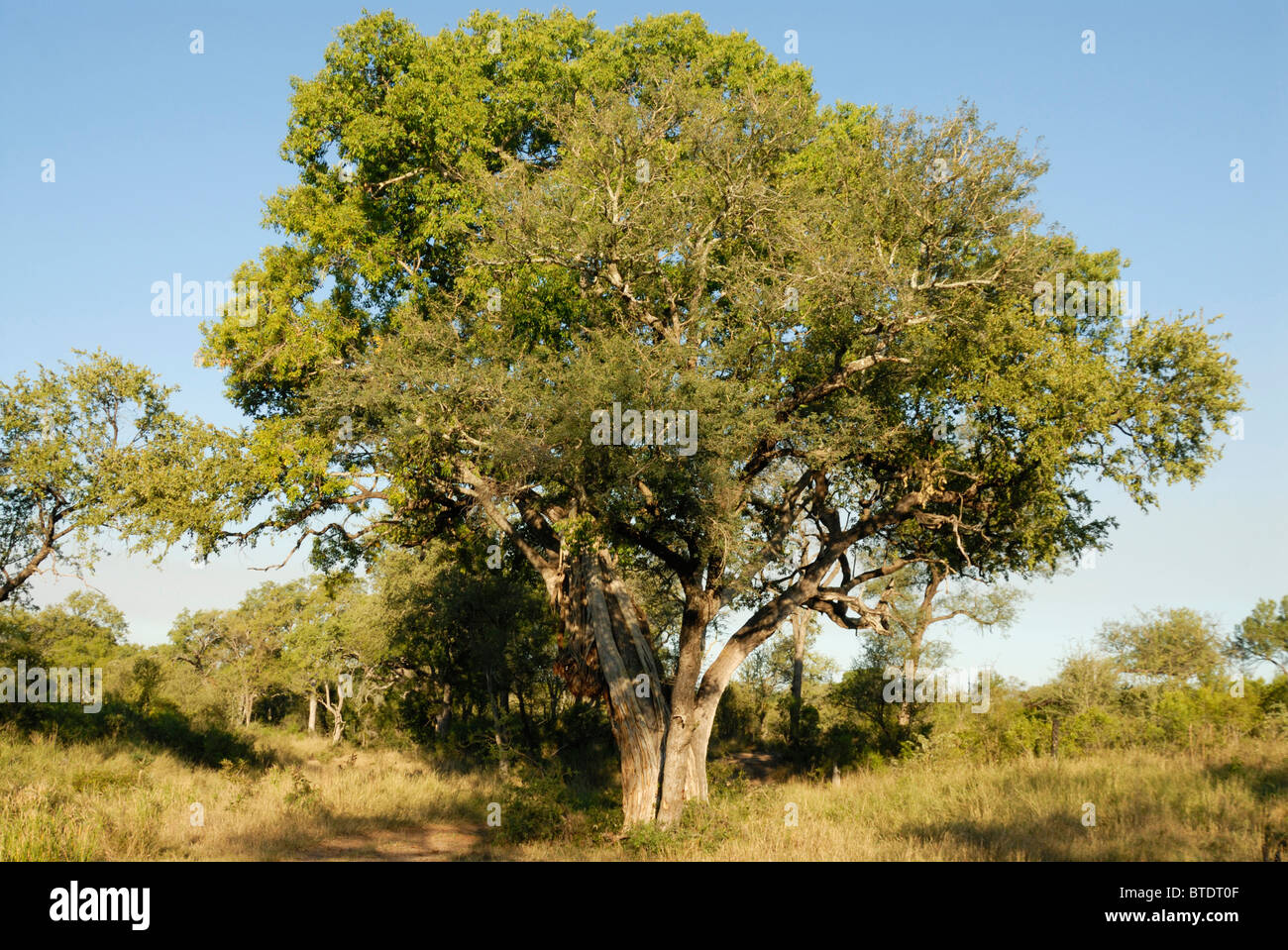 Scenic view of large strangler fig tree Stock Photo