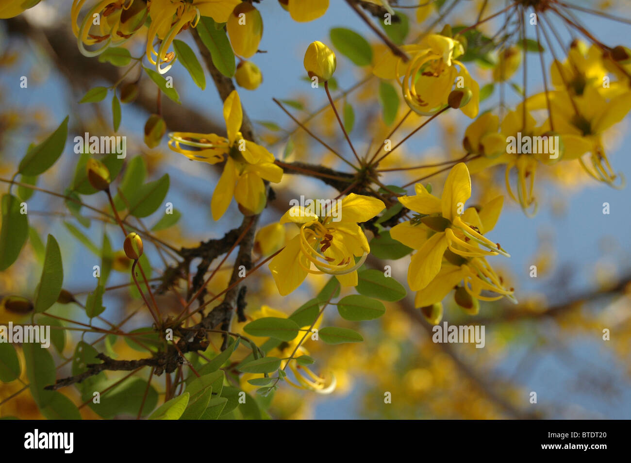 Close-up of Sjambokpeul (Cassia abreviata) flowers Stock Photo