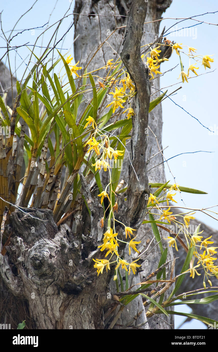 Indigenous African tree orchid (epiphyte) Stock Photo