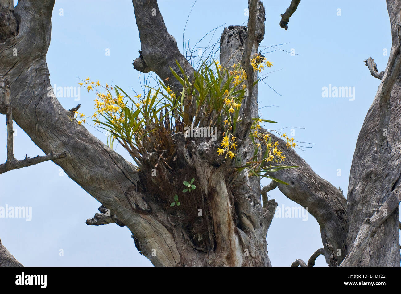 Indigenous African tree orchid Stock Photo