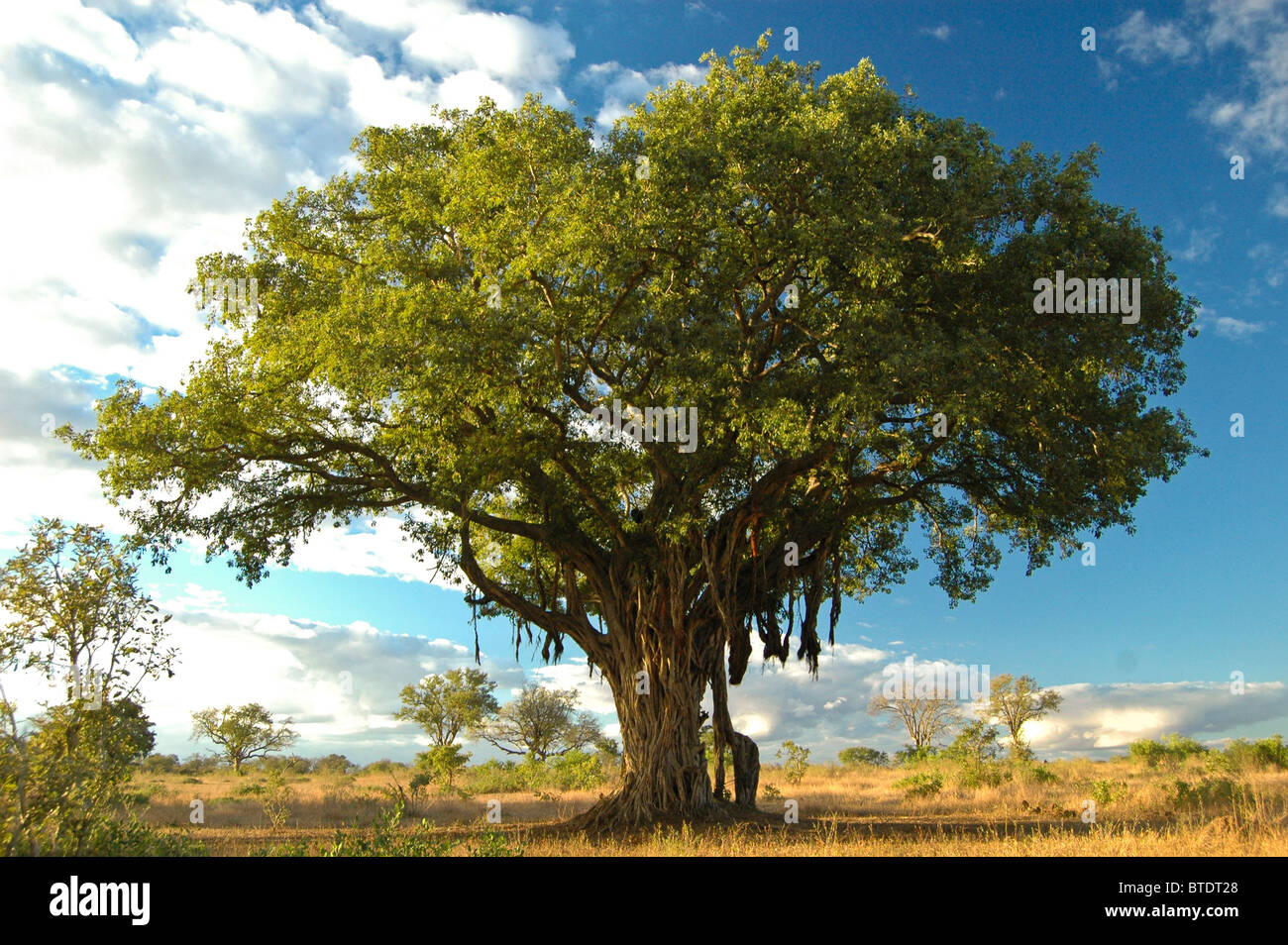 Large fig tree in a savanna setting Stock Photo