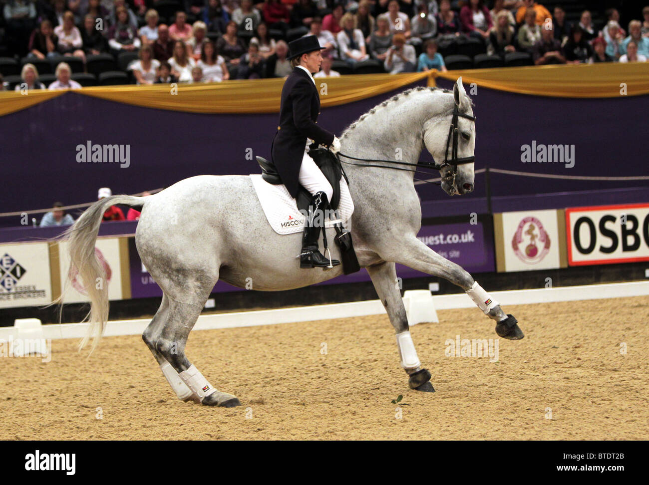 Horse of the Year Show, Dressage, Grey Horse Stock Photo