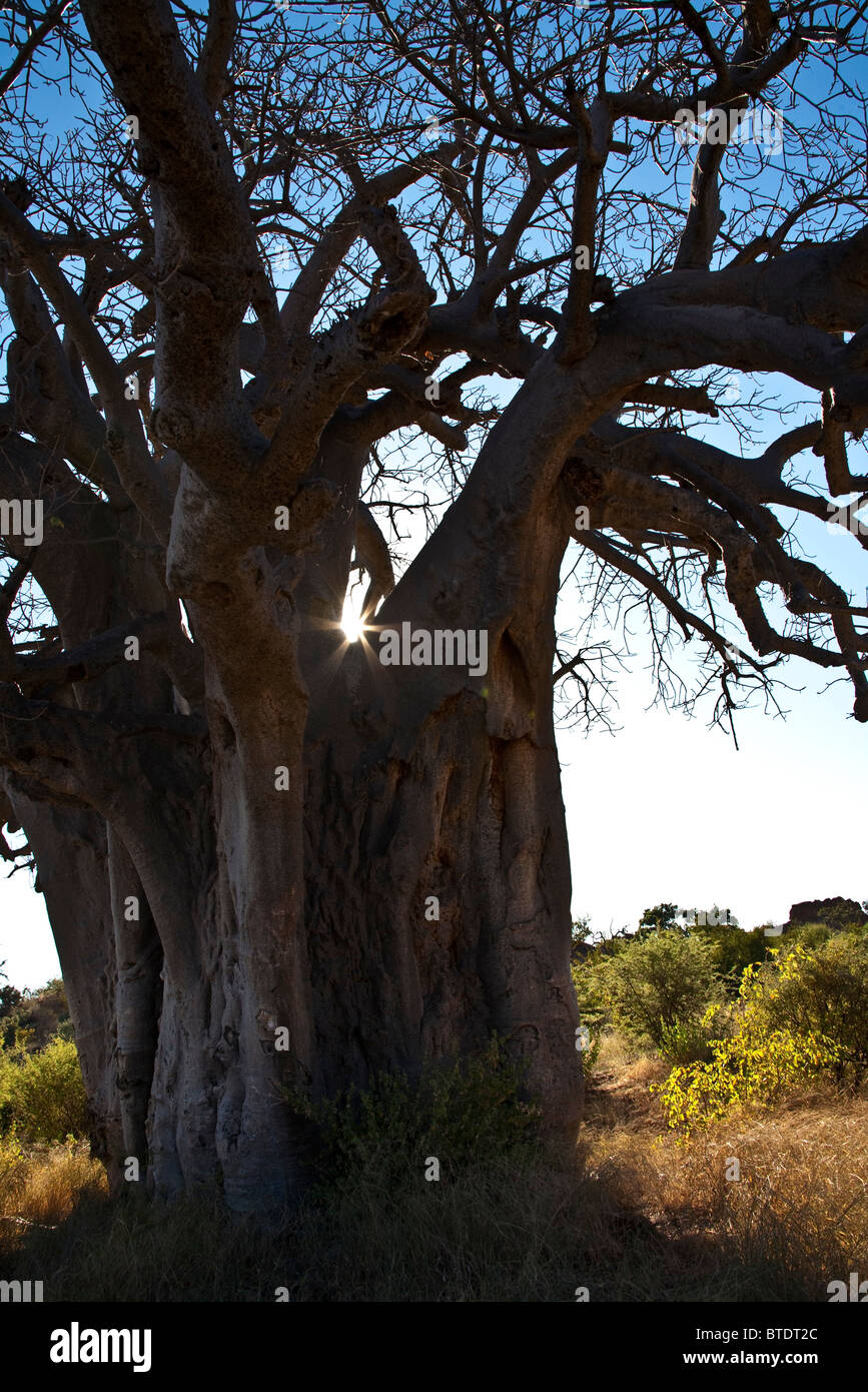 Baobab stem with the sun glinting through a gap in the branches Stock