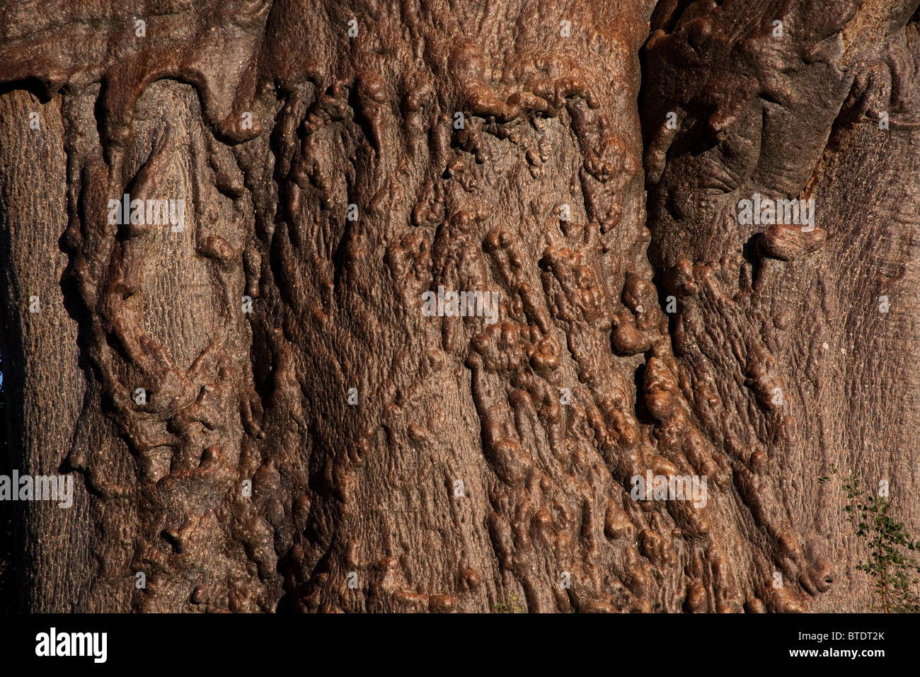 Close-up of the bark and stem of a baobab tree (Adansonia digitata) Stock Photo