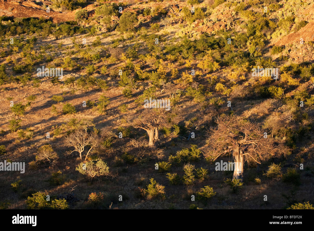 Aerial view of Limpopo river valley vegetation with Baobab trees Stock Photo