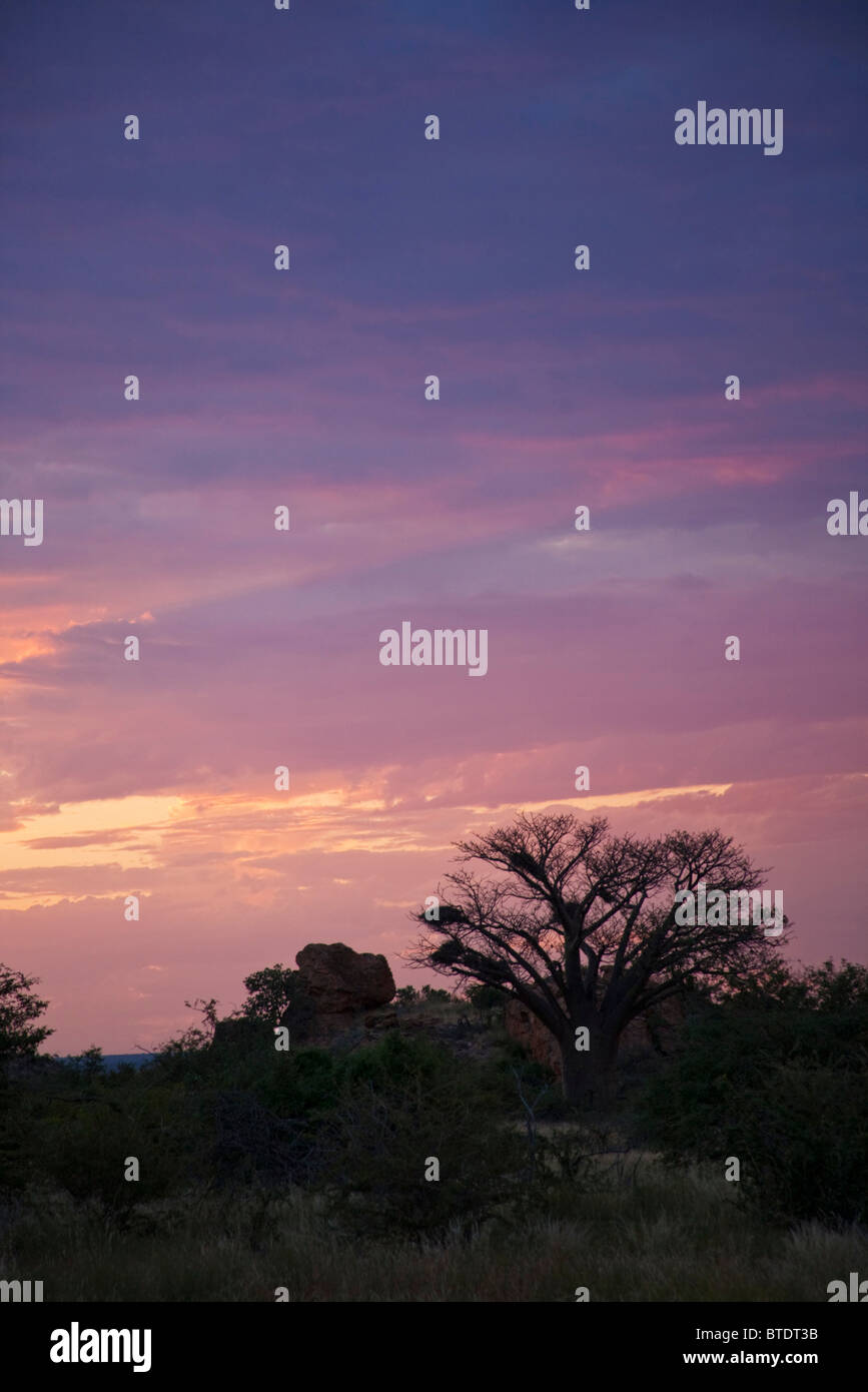 Moody dusk sky behind a bushveld landscape with a lone baobab tree Stock Photo