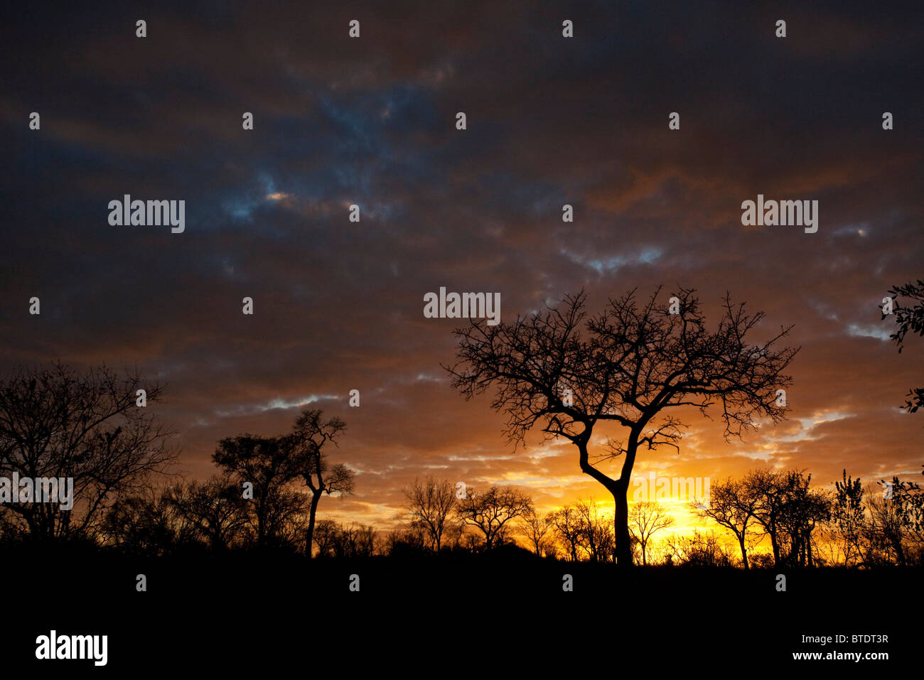 Moody bushveld sunrise with Marula tree silhouette Stock Photo
