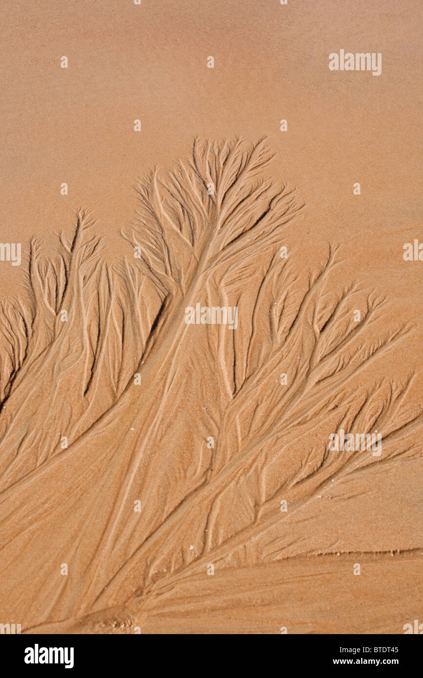 Patterns in beach sand resembling trees etched in the sand Stock Photo