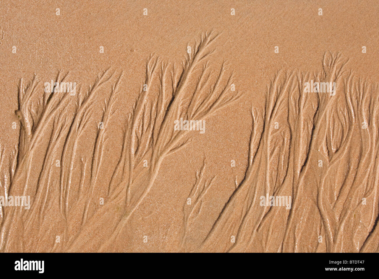 Patterns in beach sand resembling trees Stock Photo