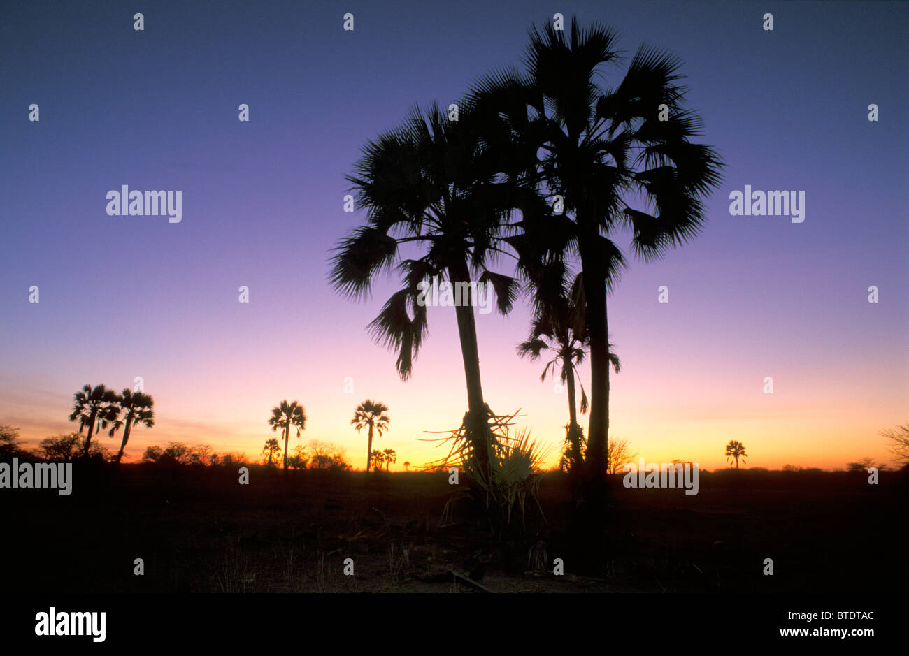 Sunset with silhouetted palm trees Stock Photo - Alamy