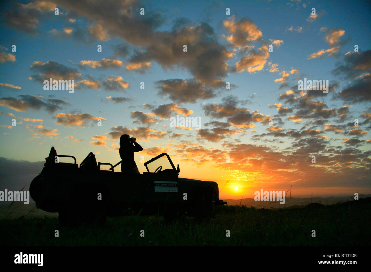 Ranger standing up in an open topped safari vehicle looking through binoculars at sunset Stock Photo