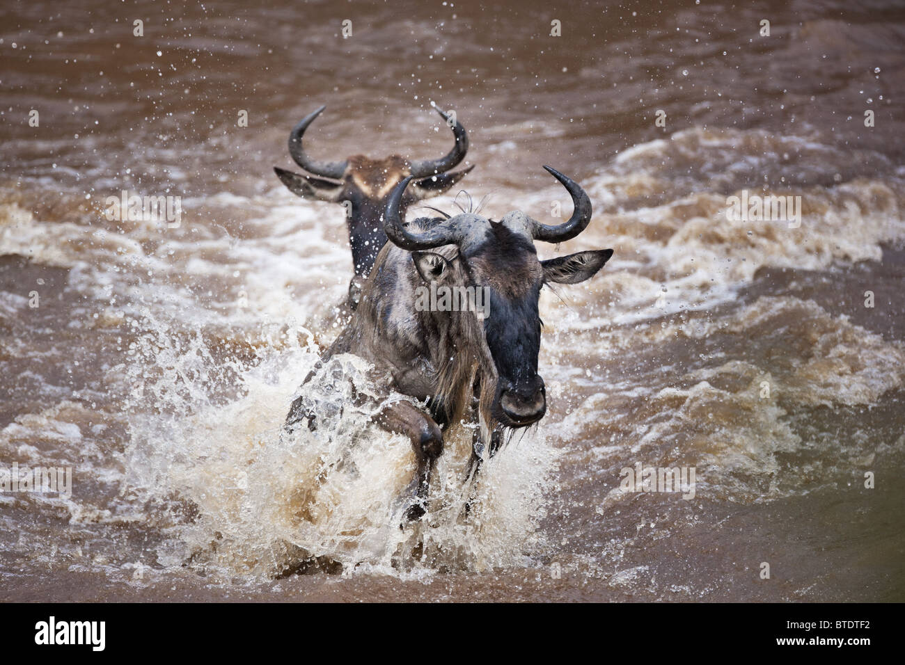 Wildebeest migration crossing the Mara River.Masai Mara National Reserve. Kenya Stock Photo
