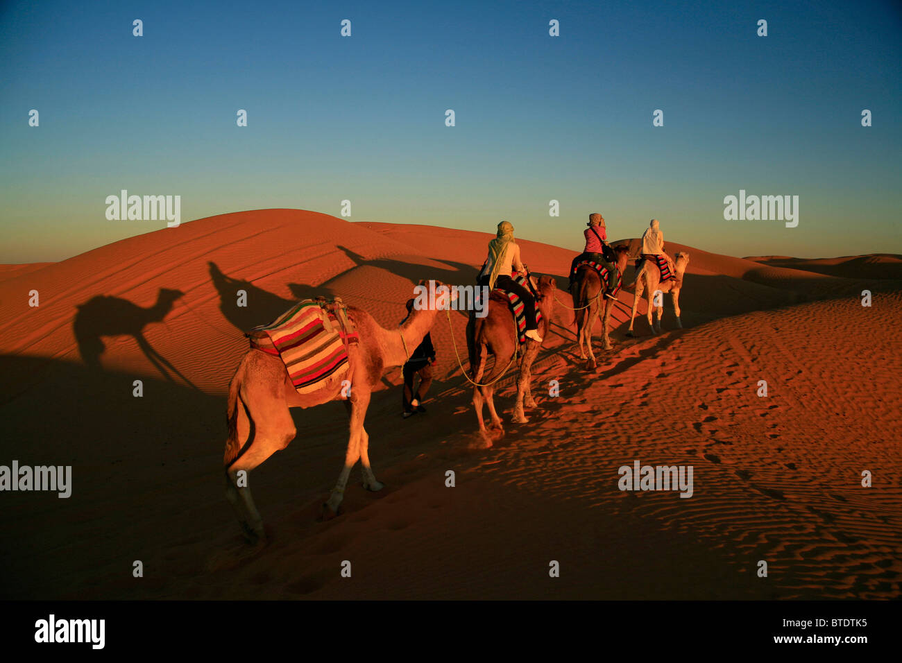 Camel trek at sunset in the sand dunes Stock Photo