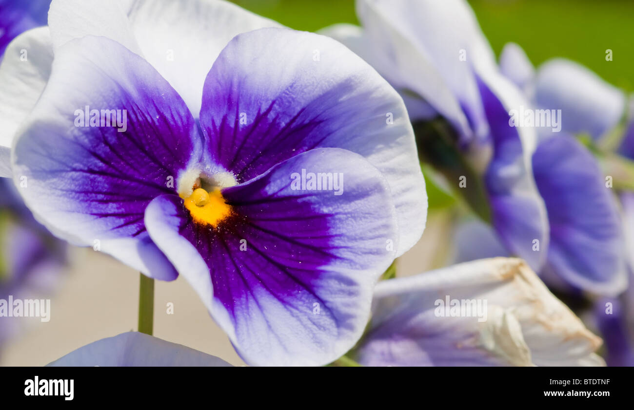 Three blue yellow white pansies on bright background Stock Photo - Alamy