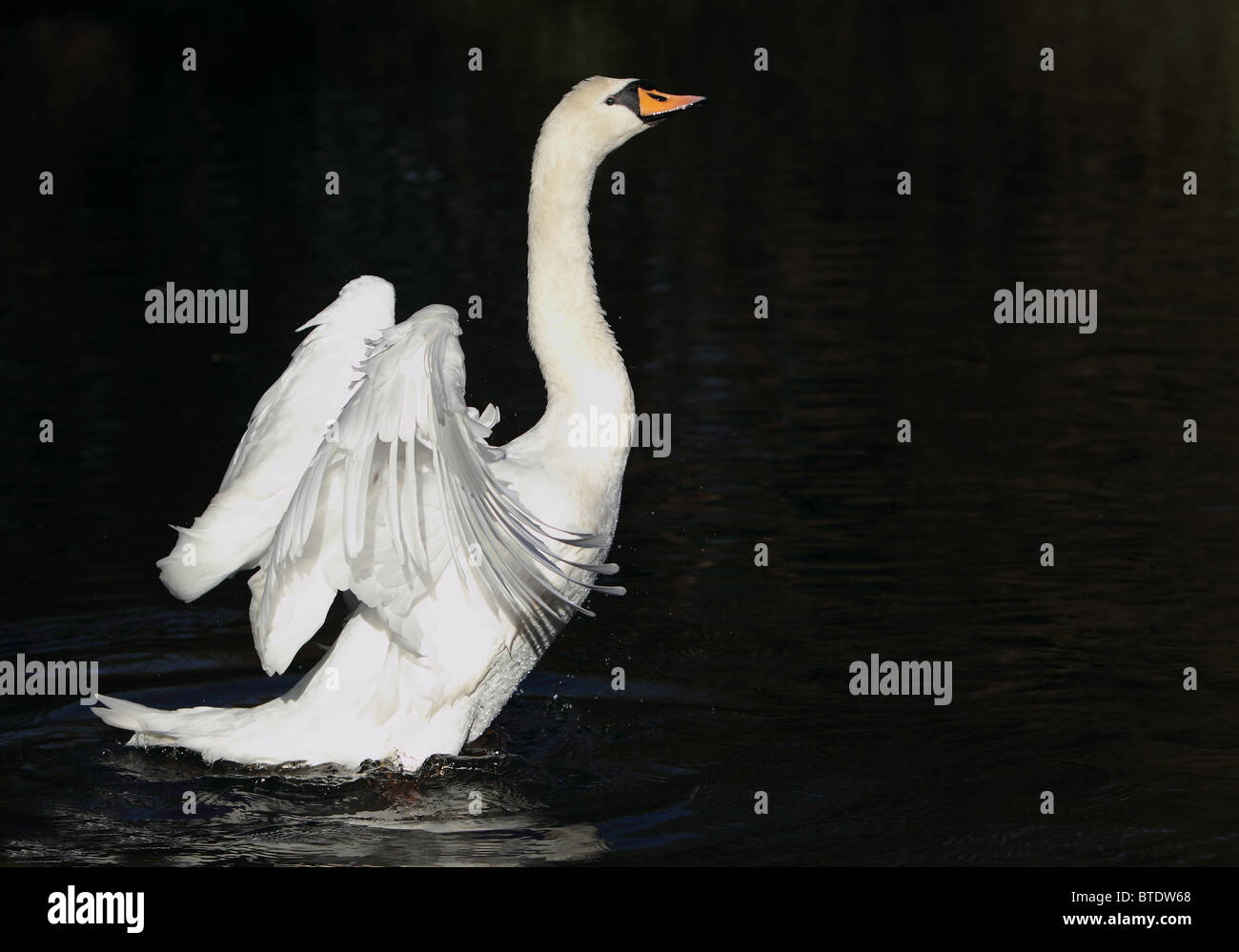 Swan Beating it's wings Stock Photo