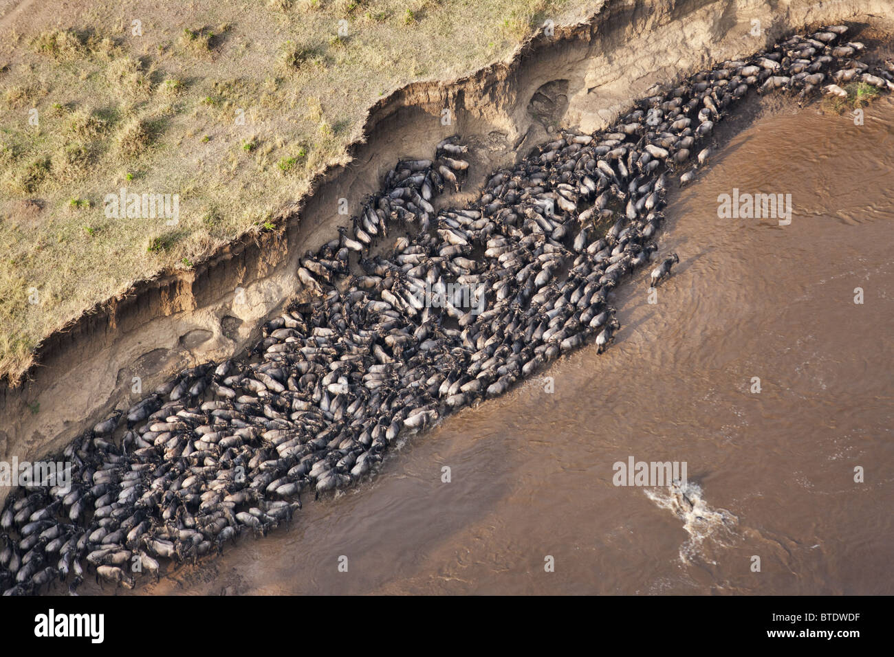 Aerial view of Blue Wildebeest (Connochaetes taurinus) crossing the Mara River Stock Photo