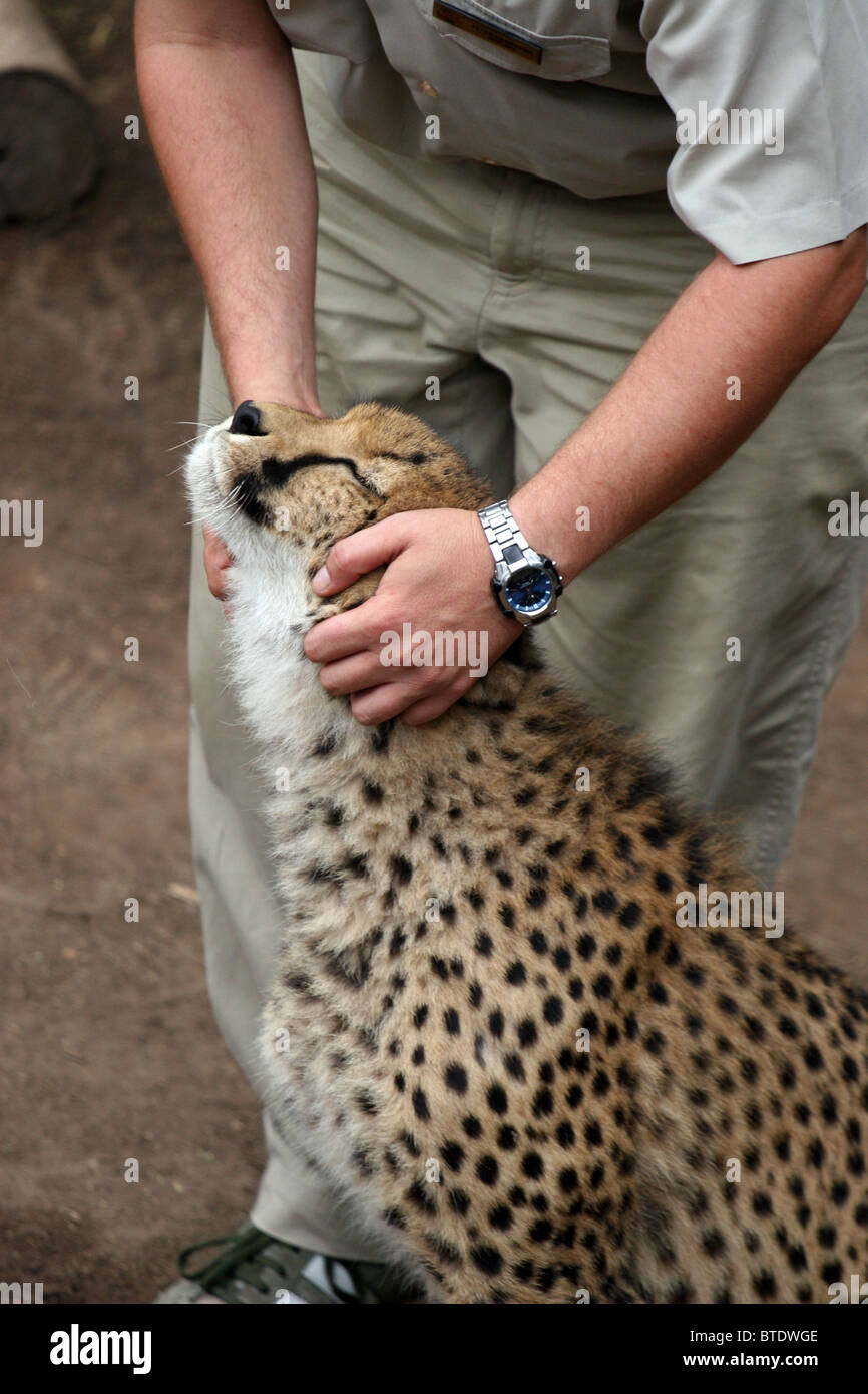 Cheetah, Cango Wildlife Ranch, Oudtshoorn, South Africa Stock Photo Alamy