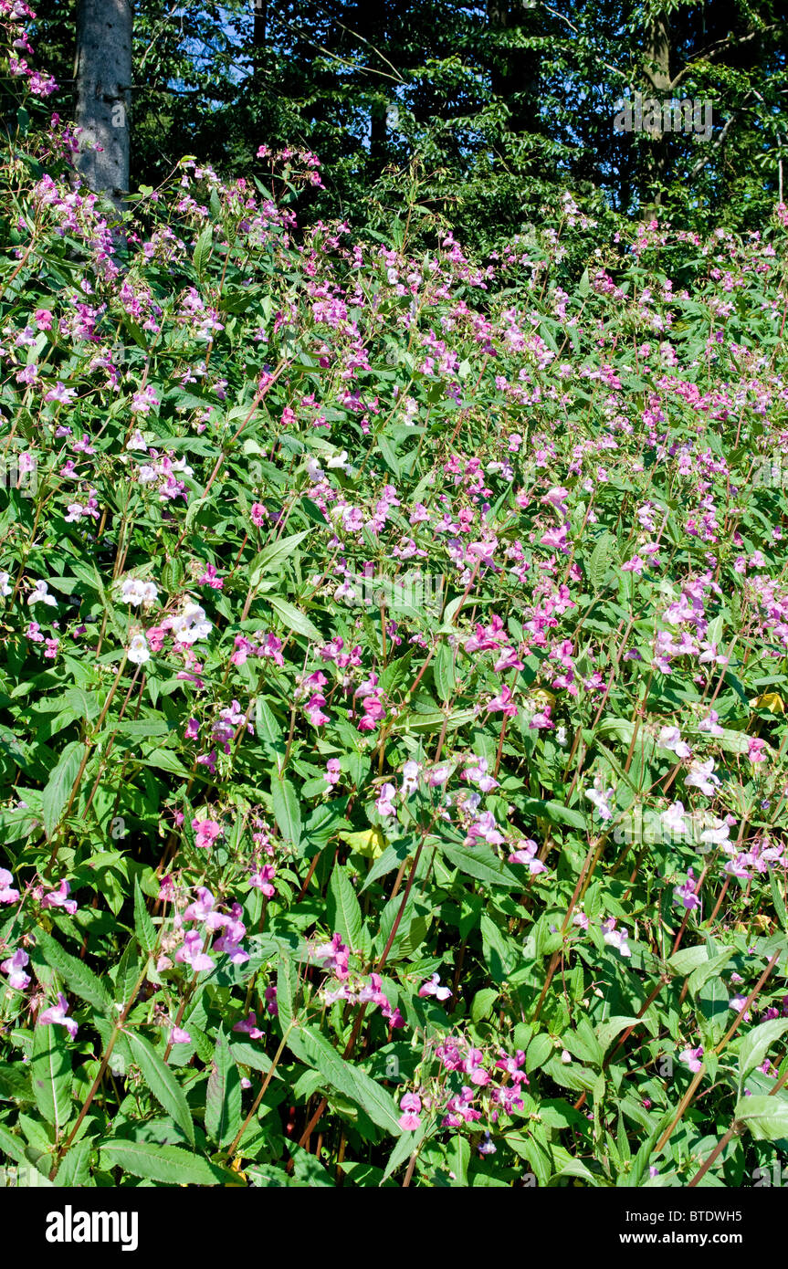 Himalayan Balsam is a pest plant in many parts of Germany Stock Photo
