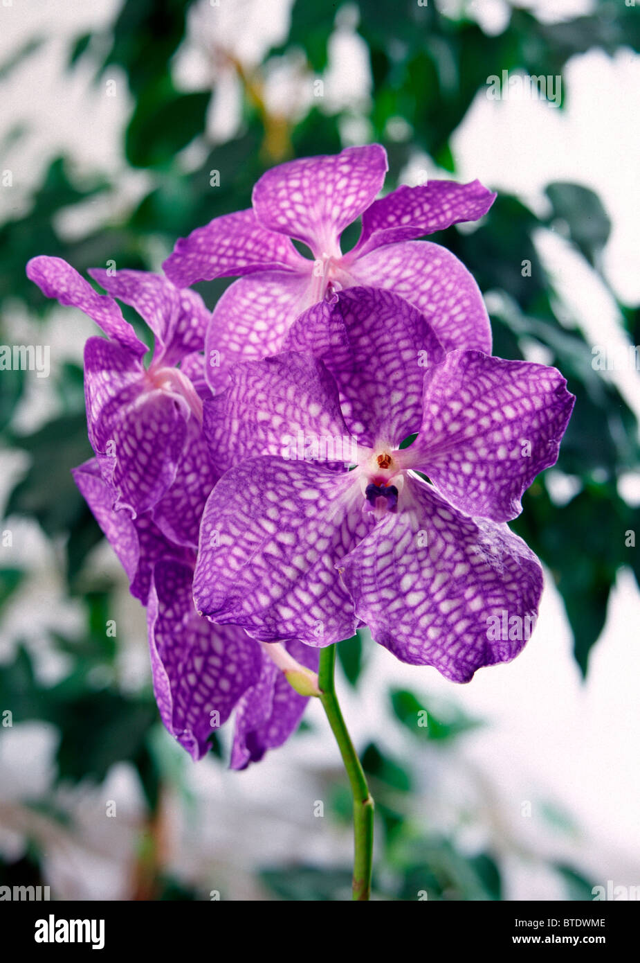 Flowers, Vanda Orchid Stock Photo