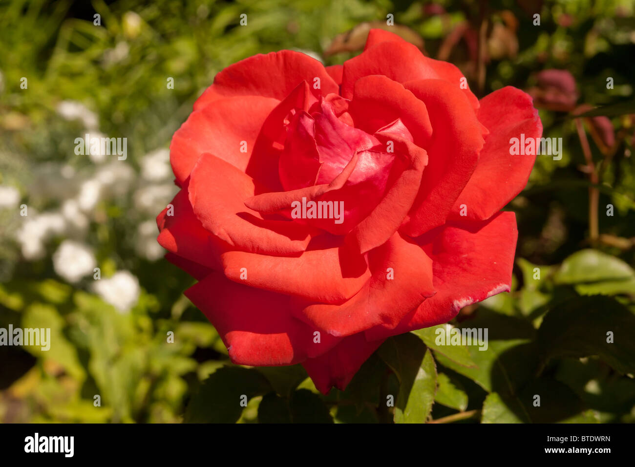 Red rose macro close up in nature Stock Photo - Alamy