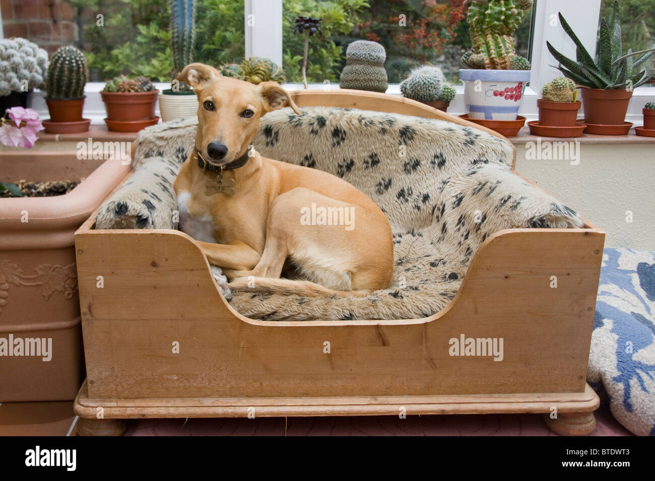 lurcher cross dog in its pine bed Stock Photo Alamy