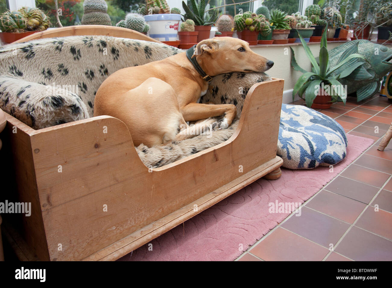 lurcher cross dog in its pine bed Stock Photo Alamy