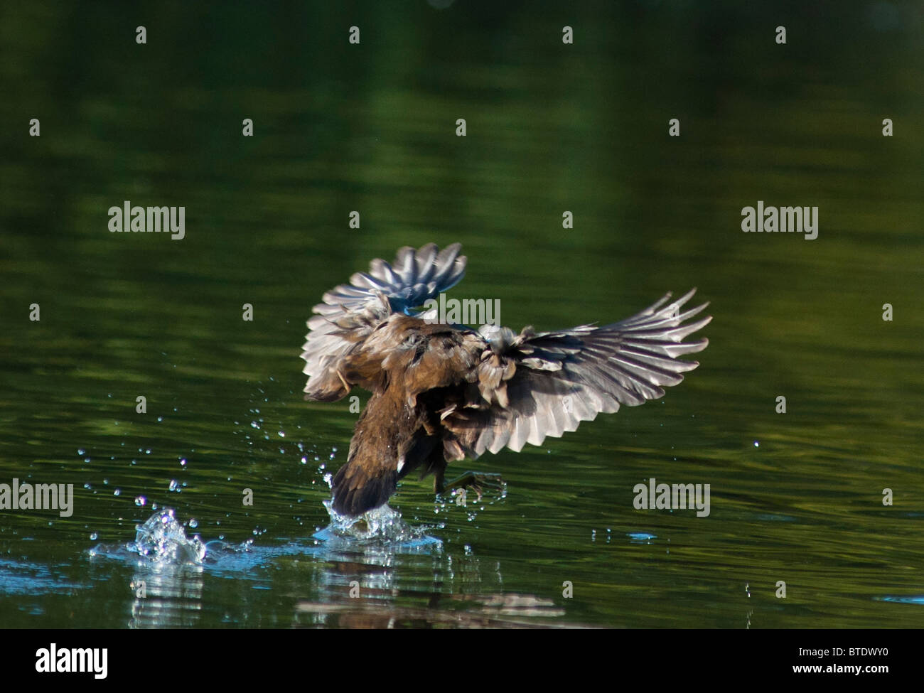 A Mallard duck lands on the lake with wings spread wide Stock Photo